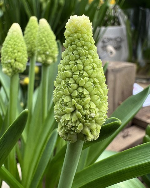 Muscari Lady Madonna